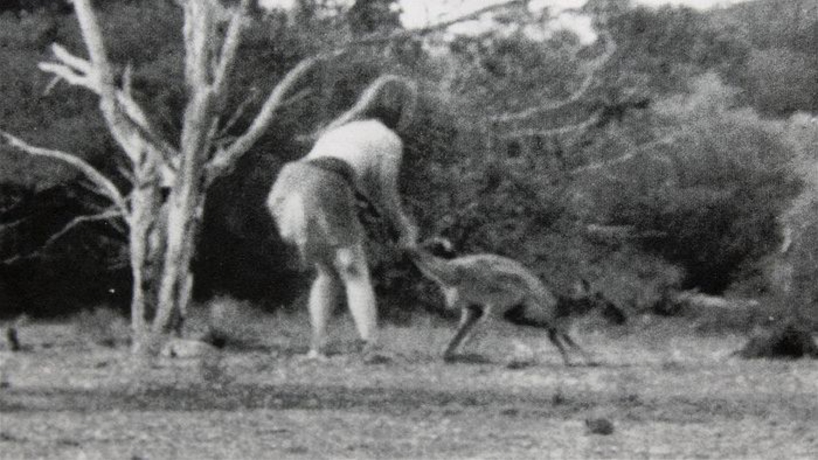 THE NULLARBOR NYMPH – FACT OR FICTION?